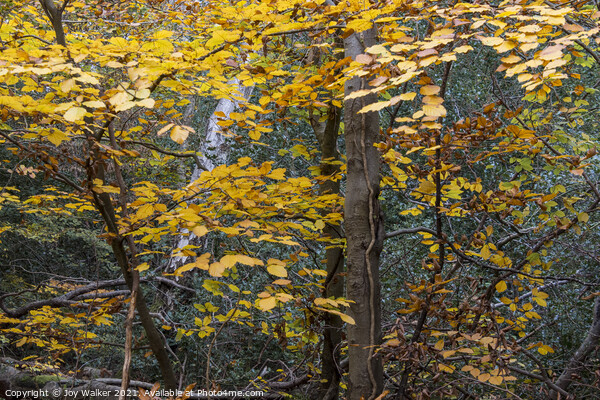 Autumn Beech leaves, Burnham woods, Buckinghamshir Picture Board by Joy Walker