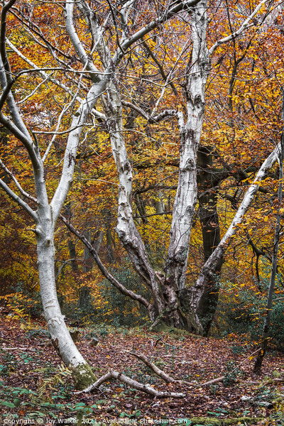 Beautiful silver Birch trees in the Autumn, Burnha Picture Board by Joy Walker