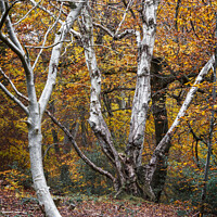 Buy canvas prints of Beautiful silver Birch trees in the Autumn, Burnha by Joy Walker