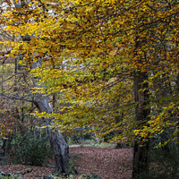 Buy canvas prints of Trees with their beautiful Autumn coloured leaves, by Joy Walker