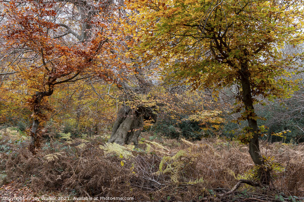 Beautiful ancient trees, Burnham Beeches, UK Picture Board by Joy Walker