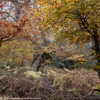 Buy canvas prints of Beautiful ancient trees, Burnham Beeches, UK by Joy Walker