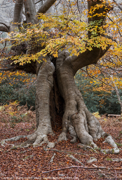 An old hollow Beech tree, Burnham Beeches, UK Picture Board by Joy Walker