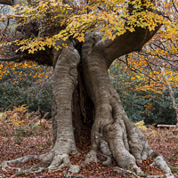 Buy canvas prints of An old hollow Beech tree, Burnham Beeches, UK by Joy Walker