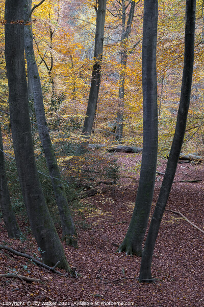 Young Beech tree trunks in a woodland setting, Burnham Beeches, UK Picture Board by Joy Walker