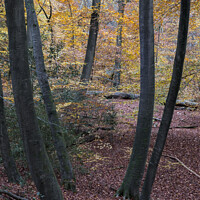 Buy canvas prints of Young Beech tree trunks in a woodland setting, Burnham Beeches, UK by Joy Walker