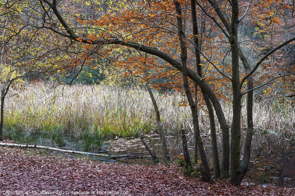 Woodland scene with reeds in the background, Burnh Picture Board by Joy Walker