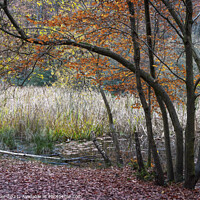 Buy canvas prints of Woodland scene with reeds in the background, Burnh by Joy Walker