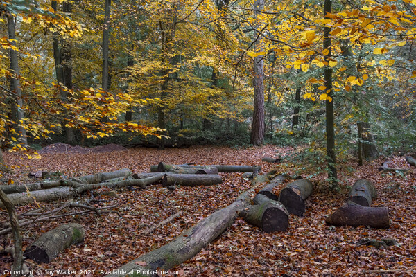 Beech woodland, Burnham woods, Buckinghamshire, UK Picture Board by Joy Walker