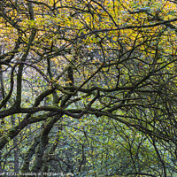 Buy canvas prints of A tangled group of arching branches by Joy Walker