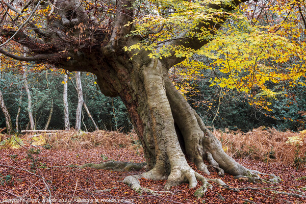 An ancient beech tree, Burnham Beeches, UK Picture Board by Joy Walker