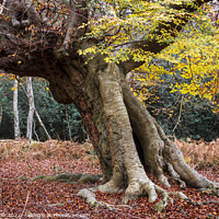 Buy canvas prints of An ancient beech tree, Burnham Beeches, UK by Joy Walker