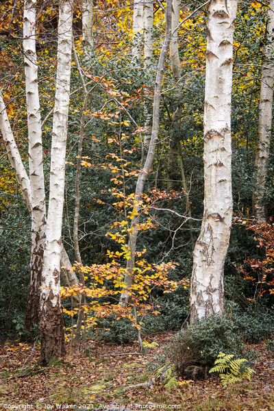 A group of silver birch trees, Burnham woods, Buck Picture Board by Joy Walker