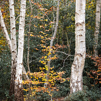 Buy canvas prints of A group of silver birch trees, Burnham woods, Buck by Joy Walker