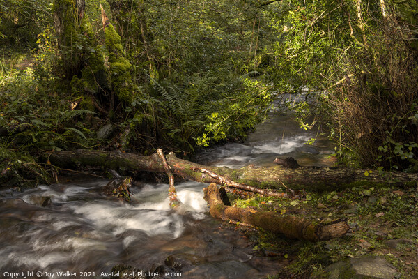 A small river in a woodland with the sunlight on the water Picture Board by Joy Walker
