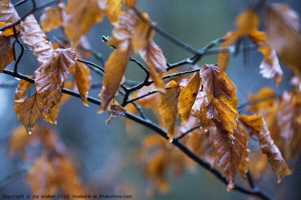 Beech leaves in the Autumn rain Picture Board by Joy Walker