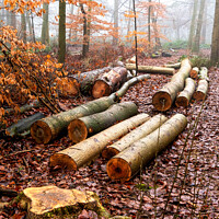 Buy canvas prints of Logs lying on the ground in a woodland winter scene by Joy Walker