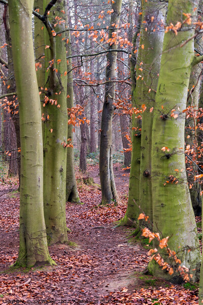 Beech trees in a woodland scene Picture Board by Joy Walker