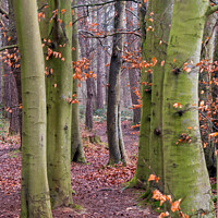 Buy canvas prints of Beech trees in a woodland scene by Joy Walker