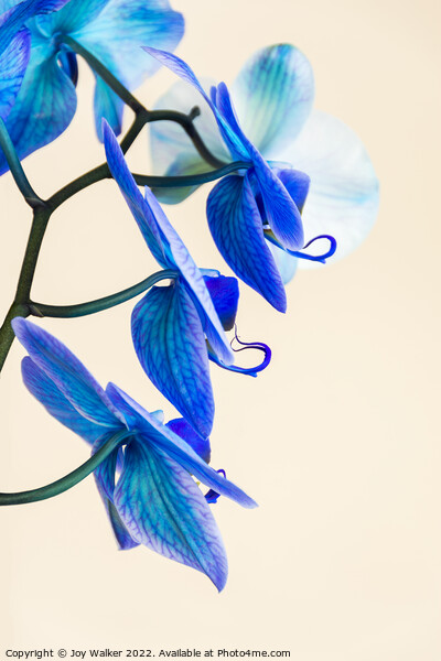 Side view of a blue colored Orchid  Picture Board by Joy Walker