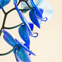 Buy canvas prints of Side view of a blue colored Orchid  by Joy Walker