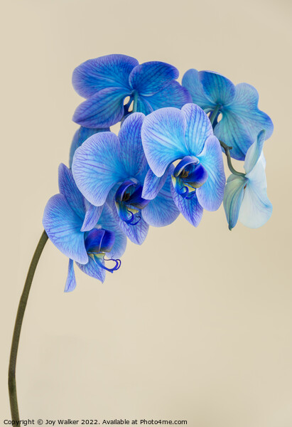A single bloom stem of a blue colored orchid Picture Board by Joy Walker