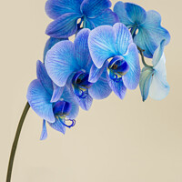 Buy canvas prints of A single bloom stem of a blue colored orchid by Joy Walker