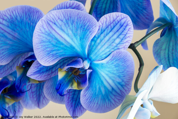 close up of a blue colored Orchid bloom Picture Board by Joy Walker