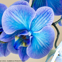 Buy canvas prints of close up of a blue colored Orchid bloom by Joy Walker