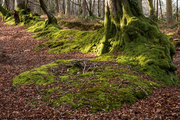 A row of trees covered in moss Picture Board by Joy Walker