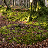 Buy canvas prints of A row of trees covered in moss by Joy Walker