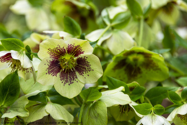 White and crimson Hellebore flowers Picture Board by Joy Walker