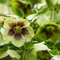 Buy canvas prints of White and crimson Hellebore flowers by Joy Walker