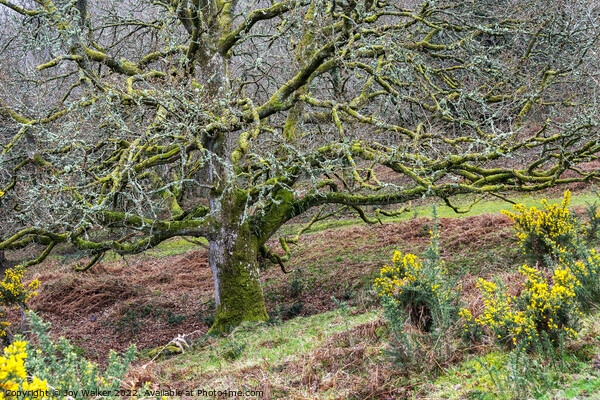 Old Oak tree, Somerset, UK Picture Board by Joy Walker