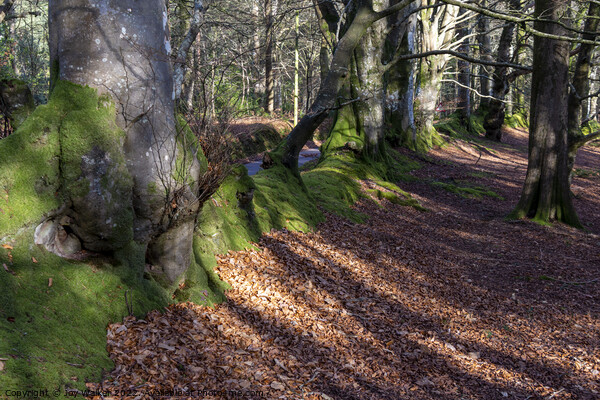 Woodland beech trees and a mossy bank Picture Board by Joy Walker
