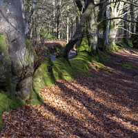 Buy canvas prints of Woodland beech trees and a mossy bank by Joy Walker