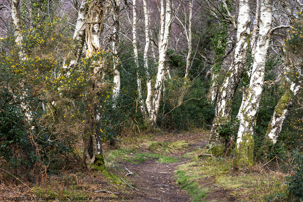 Silver Birch trees lining the pathway Picture Board by Joy Walker