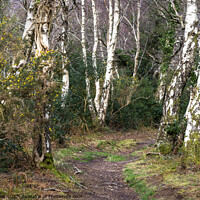 Buy canvas prints of Silver Birch trees lining the pathway by Joy Walker