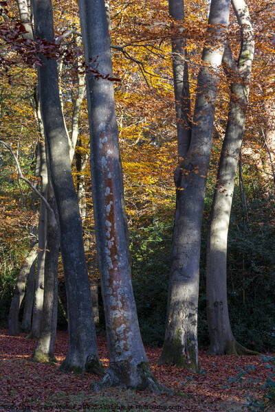 Beech tree trunks Picture Board by Joy Walker