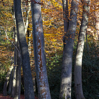 Buy canvas prints of Beech tree trunks by Joy Walker