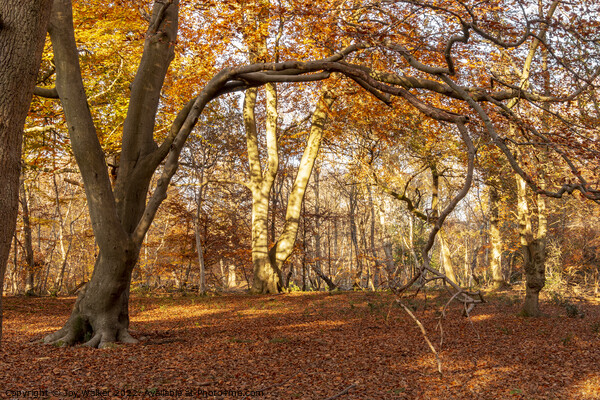 Autumn woods   Picture Board by Joy Walker