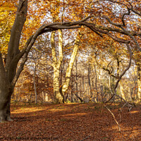 Buy canvas prints of Autumn woods   by Joy Walker