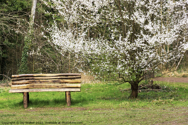 Bench and blossom Picture Board by Joy Walker