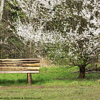 Buy canvas prints of Bench and blossom by Joy Walker