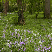Buy canvas prints of Bell flowers in a woodland by Joy Walker