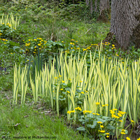 Buy canvas prints of Marsh marigold flowers and variegated Iris leaves by Joy Walker