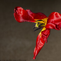 Buy canvas prints of A single fading red tulip by Joy Walker