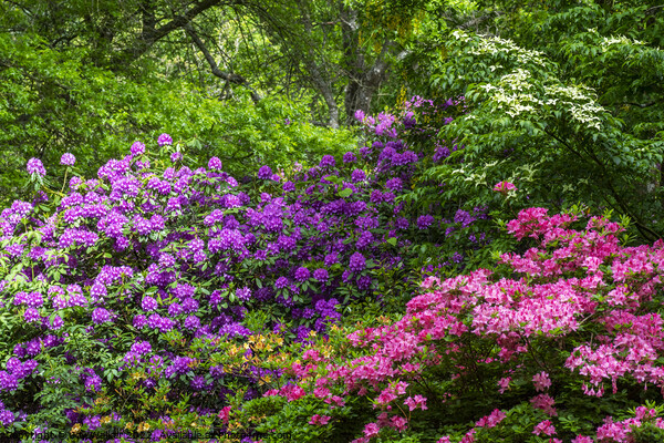 Rhododendron and Azalea shrubs Picture Board by Joy Walker