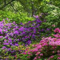 Buy canvas prints of Rhododendron and Azalea shrubs by Joy Walker