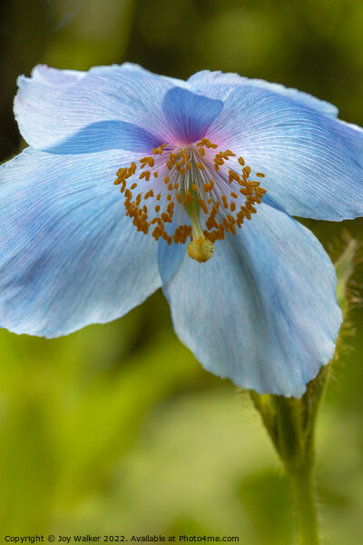 Blue poppy flower head Picture Board by Joy Walker